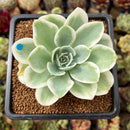 Echeveria 'Lemon Rose' Variegated 3"-4" Succulent Plant Cutting