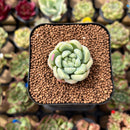 Echeveria 'Bubble Love' 1" Succulent Plant Cutting