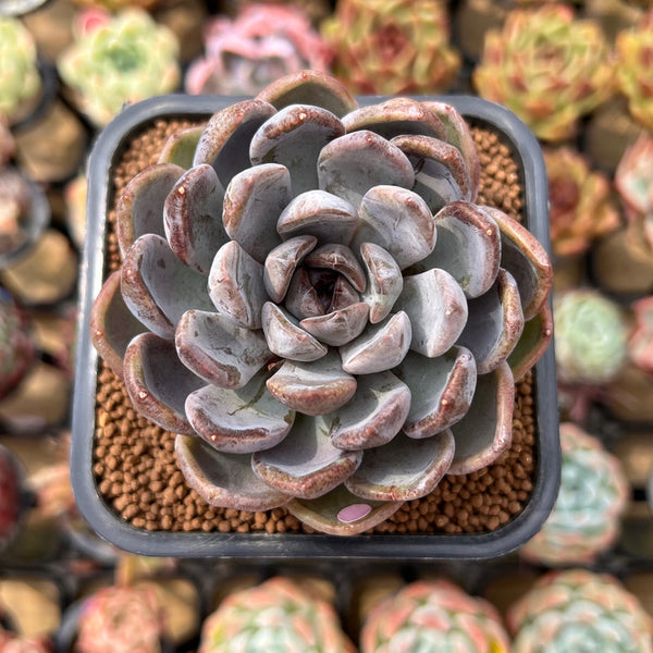 echeveria 初期プルオーバー グレー 2 Photo-Jun-13-2024-10-30-31-
