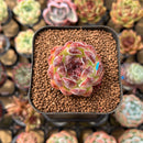 Echeveria 'Black Rose' Hybrid 2" Flower Village Hybrid Succulent Plant Cutting