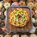 Echeveria 'Blue Dragon' 2" Succulent Plant Cutting