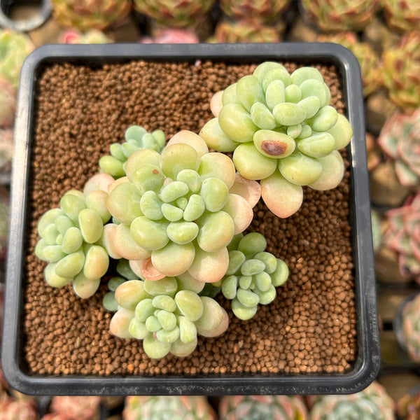 rococo succulent Graptopetalum 'Rococo' 3" Cluster Succulent Plant Cutting – True Succulents  Plant Co