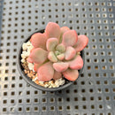 Graptopetalum 'Polari Heart' 1” Succulent Plant