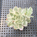 Echeveria 'White Princess' Variegated 1"-2" Succulent Plant