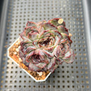 Echeveria 'Yasmin' 2"-3" Strange Clone Succulent Plant