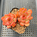 Echeveria 'Glam Pink' 2"-3" Succulent Plant