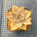 Echeveria Agavoides 'Chimera' Variegated 2" Succulent Plant Cutting