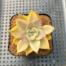 Echeveria Agavoides 'Chimera' Variegated 2" Succulent Plant Cutting