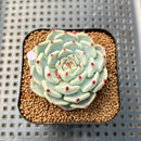 Echeveria 'Black Nail' 2" Succulent Plant Cutting