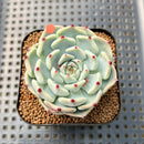 Echeveria 'Black Nail' 2" Succulent Plant Cutting