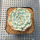Echeveria 'Black Nail' 2" Succulent Plant Cutting