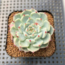 Echeveria 'Black Nail' 2" Succulent Plant Cutting