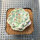 Echeveria 'Black Nail' 2" Succulent Plant Cutting