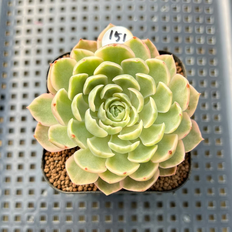 desert rose echeveria succulent plant Echeveria 'Desert Rose' Variegated 2 Succulent Plant Cutting