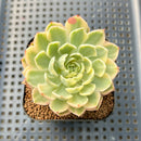 Echeveria 'Desert Rose' Variegated 2 Succulent Plant Cutting