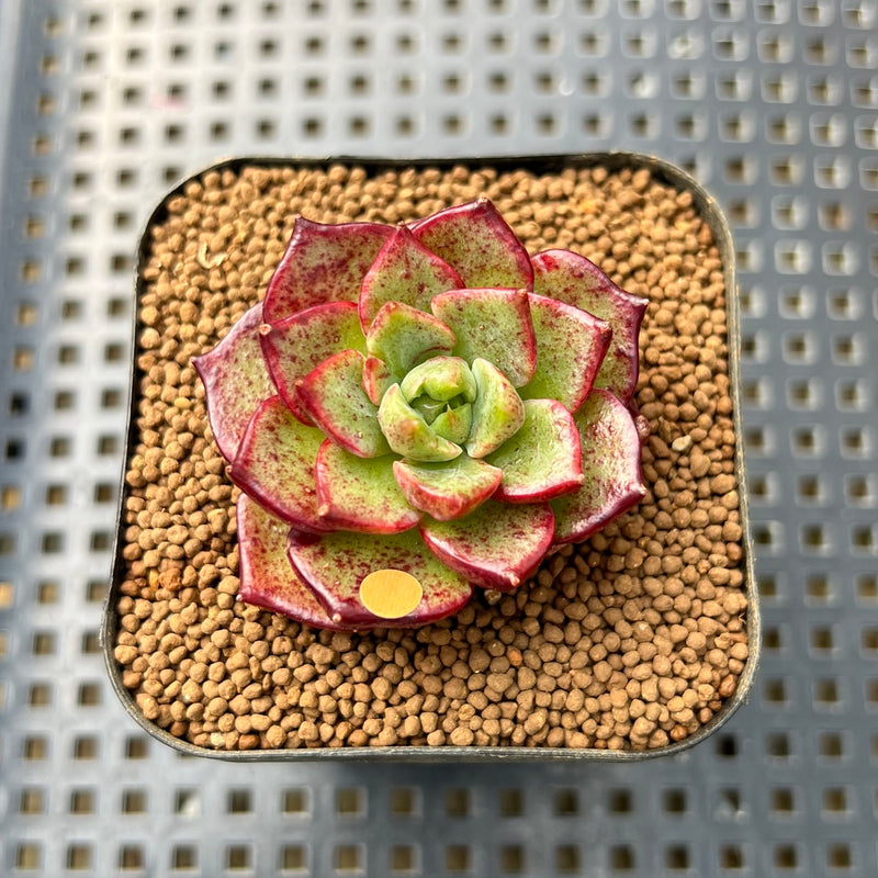 sunny succulents Echeveria 'Sunny Star' 1" New Hybrid Succulent Plant Cutting