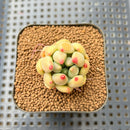 Pachyphytum 'Yeonji' 1"-2" Succulent Plant Cutting