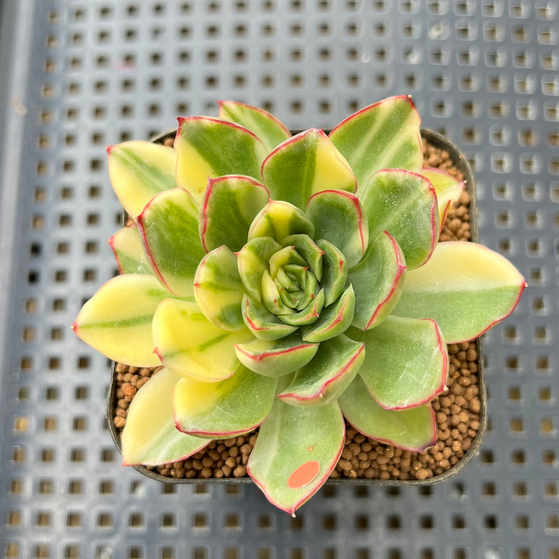 green succulent red tips Echeveria Agavoides 'Red Tip' Variegated 2" Succulent Plant Cutting