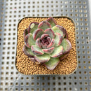 Echeveria 'Black Bear' Type B 2" Succulent Plant Cutting