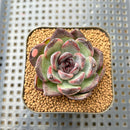 Echeveria 'Black Bear' Type B 2" Succulent Plant Cutting