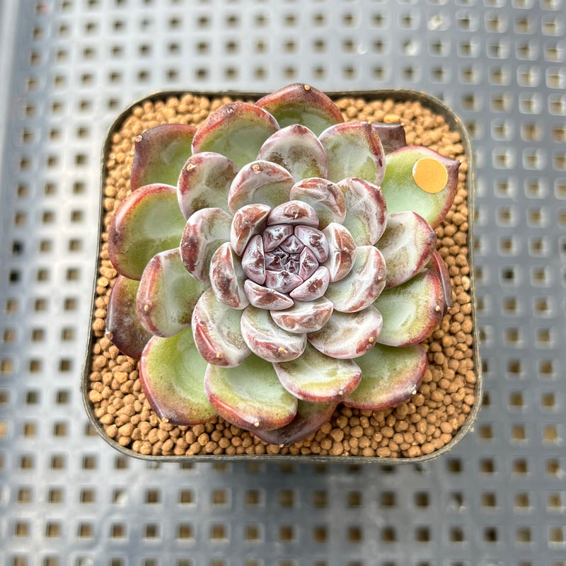 gemstone succulent Echeveria 'Gemstone' 2" Succulent Plant Cutting