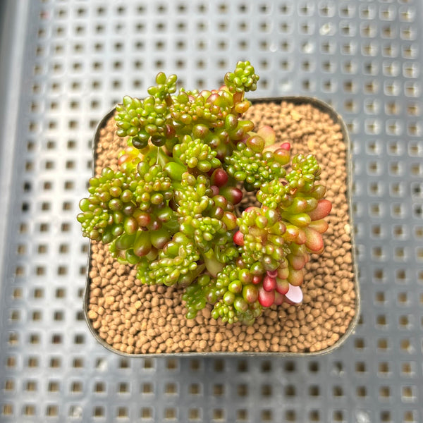 red berry succulent Sedum Rubrotinctum 'Red Berry' Crested 1" Succulent Plant Cutting – True Succulents  Plant Co