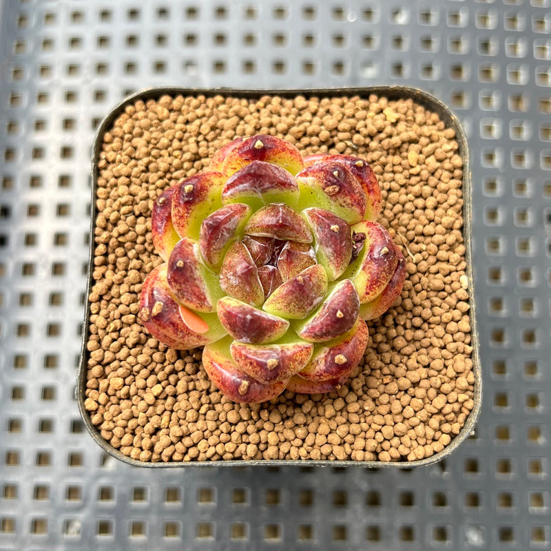 forest succulents Echeveria 'Chongqing Forest' 2" Succulent Plant Cutting – True Succulents Plant Co