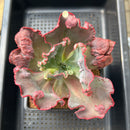 Echeveria Frill sp. 4"-5" Succulent Plant Cutting