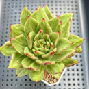 Echeveria Agavoides 'Eve' Variegated 3” Succulent Plant
