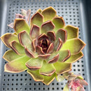 Echeveria 'Fushike' 2"-3" Succulent Plant