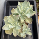 Echeveria 'Japan Moon River' Variegated Large Cluster 5" Succulent Plant
