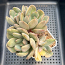 Graptoveria 'Torres' Variegated Cluster 3" Succulent Plant