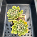 Pachyveria 'Arje' 2" Succulent Plant