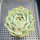 Echeveria 'Salt White' 2"-3" Succulent Plant