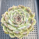 Echeveria Hybrid sp. 3" Succulent Plant