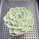 Echeveria 'Black Nail' 2" Succulent Plant