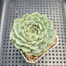 Echeveria 'Black Nail' 2" Succulent Plant