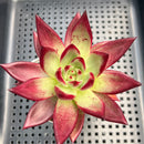 Echeveria Agavoides 'Romeo Rubin' 3"-4" Succulent Plant