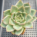 Echeveria 'White Champaign' 3"-4" Succulent Plant