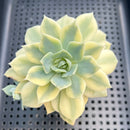Echeveria 'Fun Queen' Variegated 3" Succulent Plant