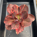 Echeveria 'Primadonna' Variegated 3"-4" (100% Grown In House) Succulent Plant