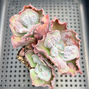 Echeveria 'Speed Bump' 2"-3" Cluster Succulent Plant