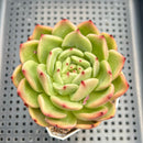 Echeveria 'Monroe Chanel' 3" Succulent Plant