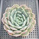 Echeveria 'Orange Monroe' x 'Helena' 3" Succulent Plant