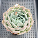 Echeveria 'Orange Monroe' x 'Helena' 3" Succulent Plant