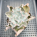 Echeveria 'White Speed Bump' 2"-3" Succulent Plant