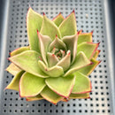 Echeveria 'Jade Star' 2"-3" Succulent Plant