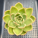 Echeveria 'Raju' 3" Succulent Plant Cutting
