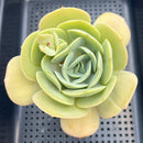 Echeveria 'Drawing' 4"-5" Large Succulent Plant