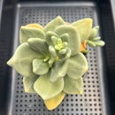 Cremnophila Nutans 3"-4" Succulent Plant